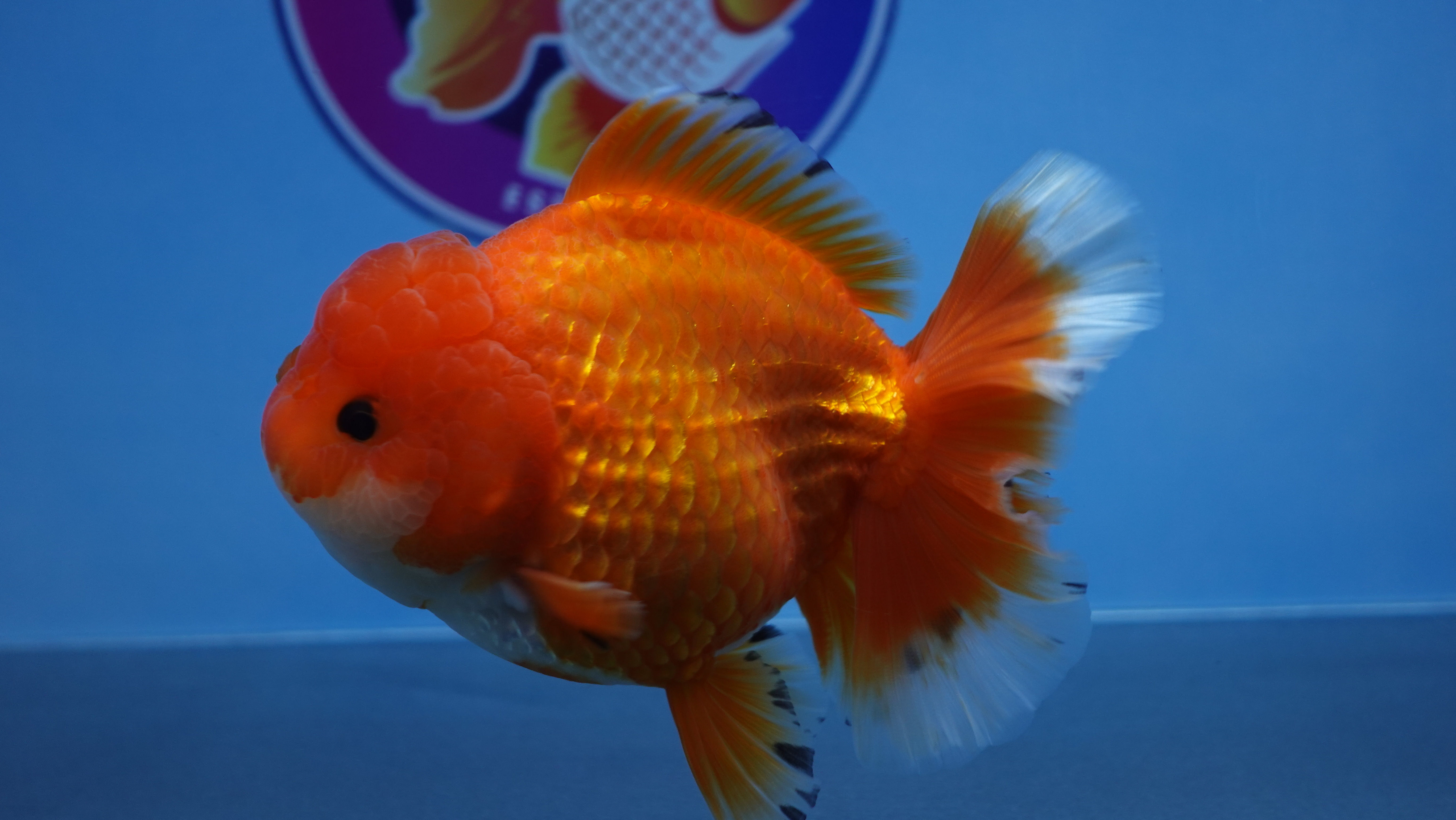 A Grade Red Peacock Tail Oranda Female