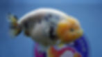 Thumbnail: Large Lemon Head Ranchu Male