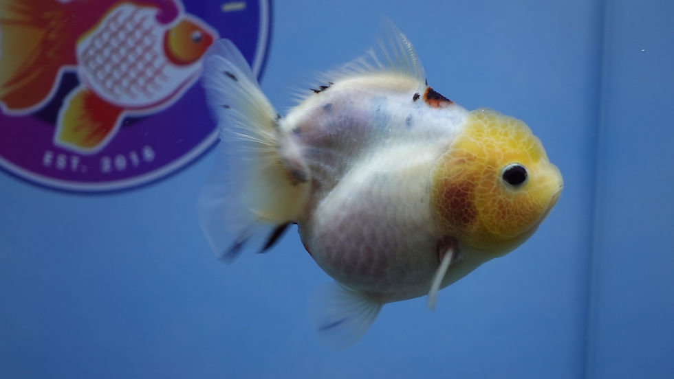 Thumbnail: Young Shogun Oranda Female