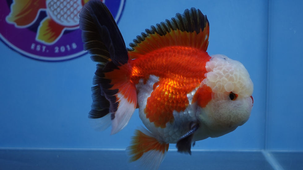 Thumbnail: A Grade Red Lip Rosetail Oranda Male