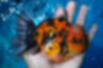 Thumbnail: A Grade Calico Rosetail Oranda Male
