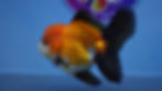 Thumbnail: Tricolor Roestail Oranda Male