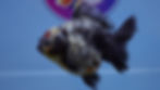Thumbnail: Shogun Oreo Oranda Male
