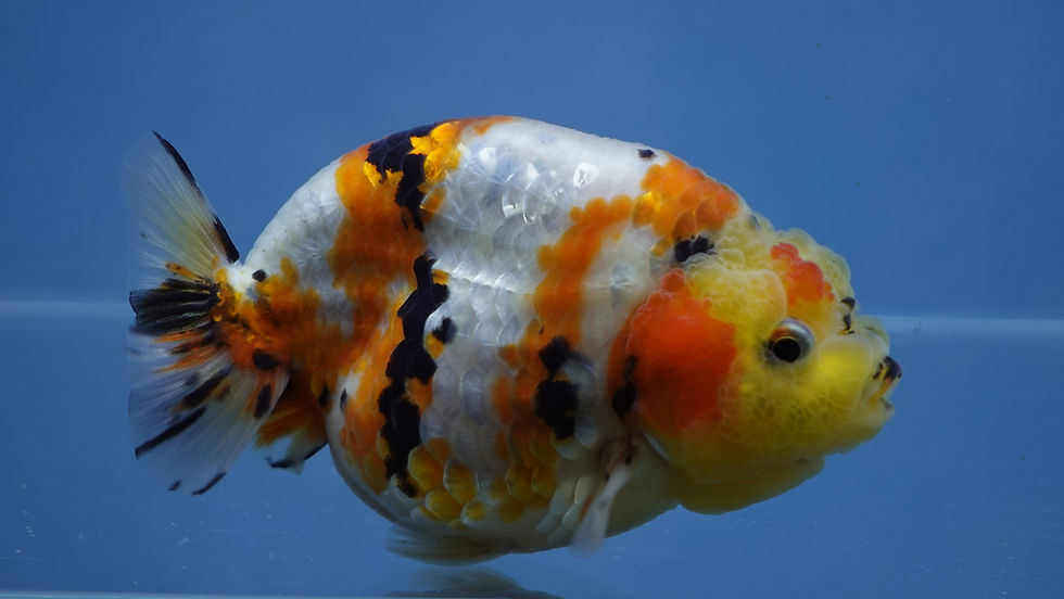 Thumbnail: A Grade Tricolor Ranchu Male