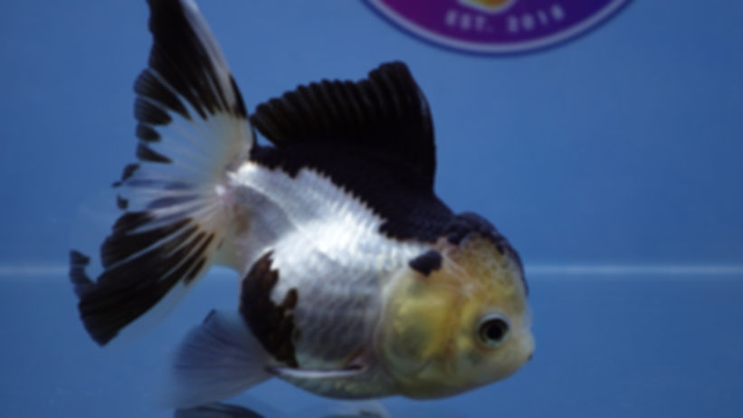 Panda Rosetail Oranda Female (Please See Note)