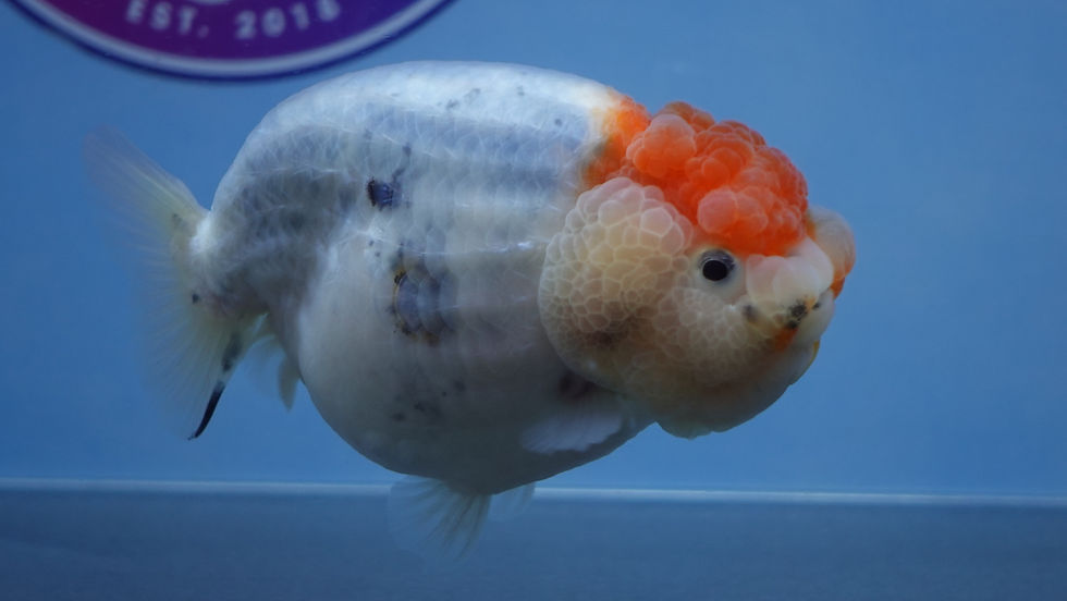 Thumbnail: Red Bull Ranchu Female