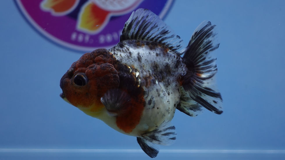 Thumbnail: Young Shogun Oranda Male