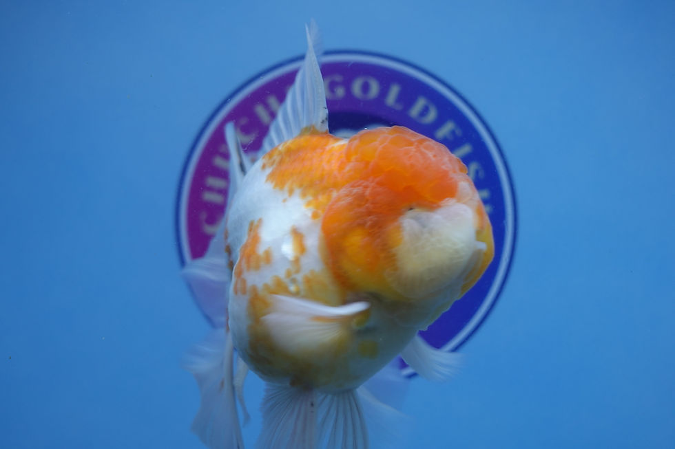 Thumbnail: A Grade Peach Rosetail Oranda Male