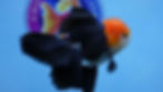 Thumbnail: A Grade Tricolor Rosetail Oranda Male
