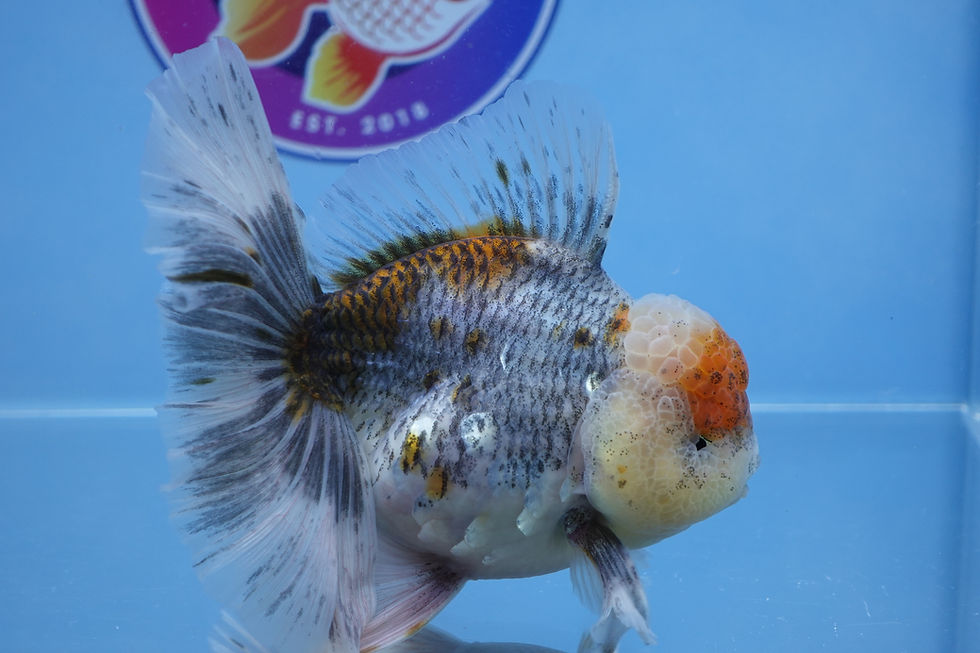 Thumbnail: A Grade Large Kirin Rosetail Oranda Male