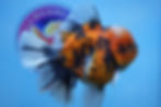 Thumbnail: A Grade Calico Rosetail Oranda Male