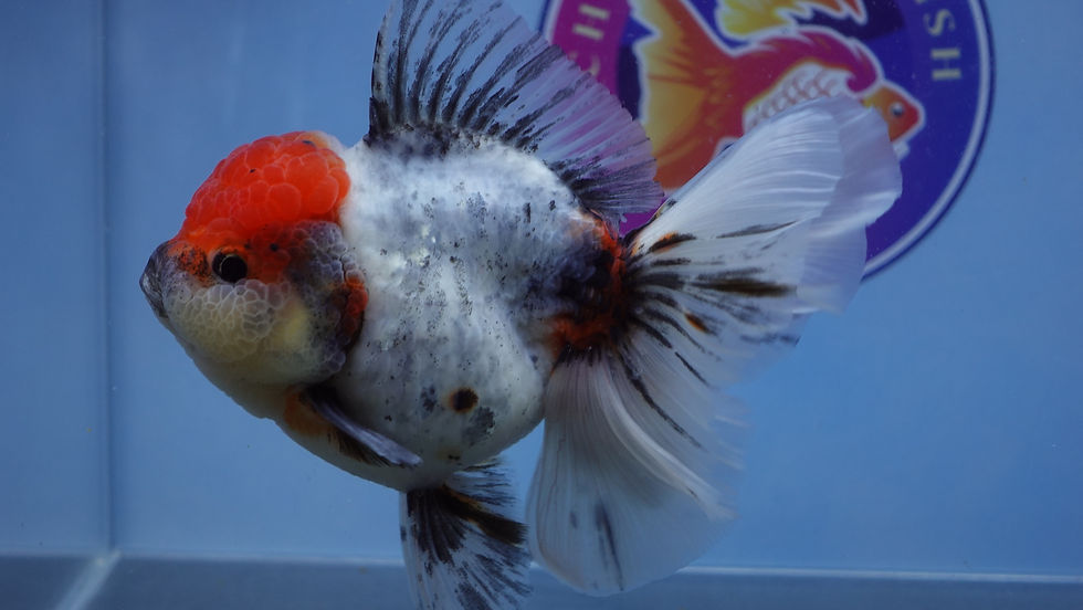 Thumbnail: A Grade Calico Rosetail Oranda Female