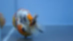 Thumbnail: A Grade Tricolor Ranchu Male