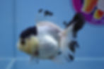 Thumbnail: Panda Rosetail Oranda Female