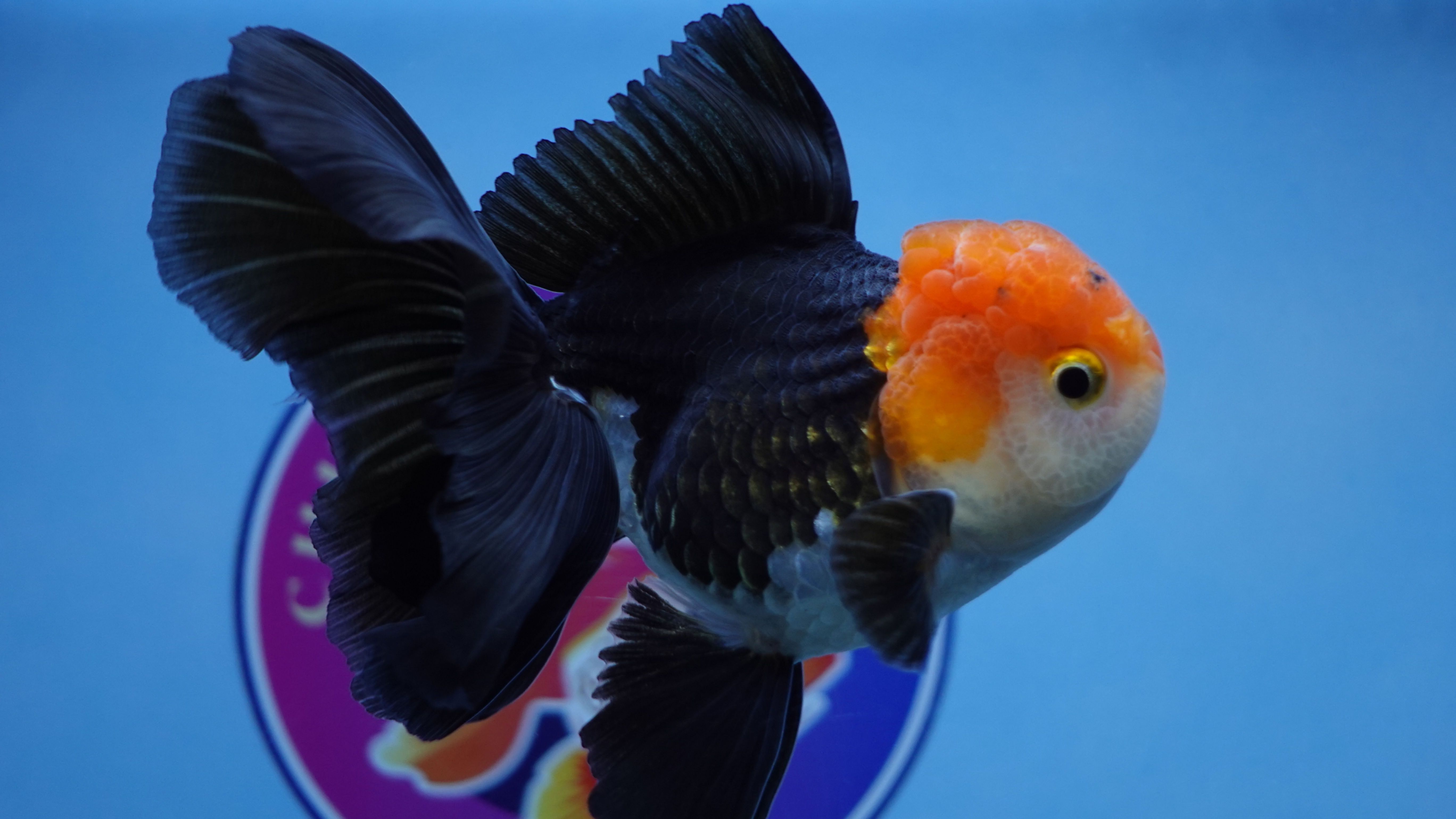 A Grade Tricolor Rosetail Oranda Male