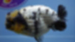 Thumbnail: Rare A Grade Dalmatian Panda Ranchu Male