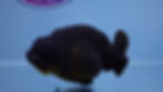 Thumbnail: A Grade Black Ranchu Female
