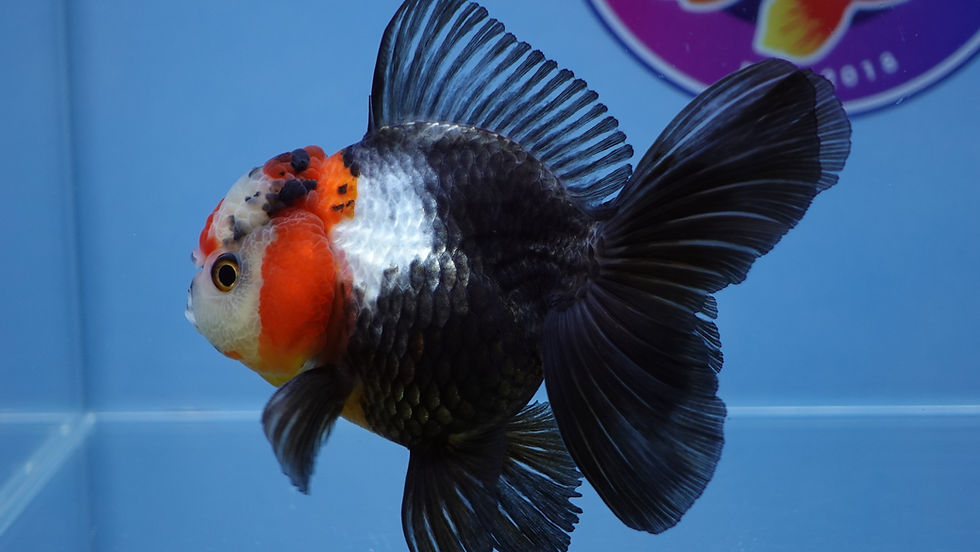 Thumbnail: A Grade Tricolor Rosetail Oranda Male