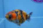 Thumbnail: Calico Ranchu Female