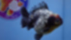Thumbnail: Shogun Oreo Oranda Male
