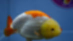 Thumbnail: Large Lemon Head Ranchu Female