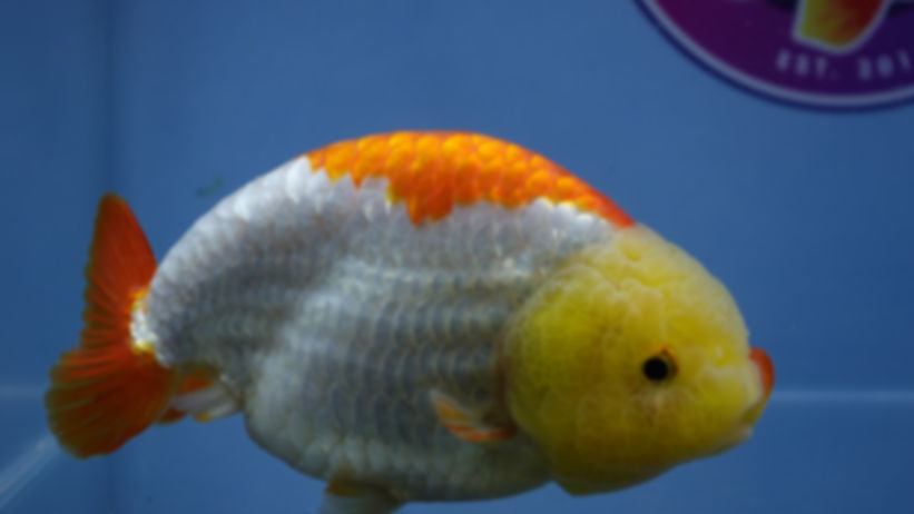 Large Lemon Head Ranchu Female