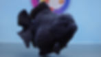 Thumbnail: Jumbo Black Shogun Oranda Male
