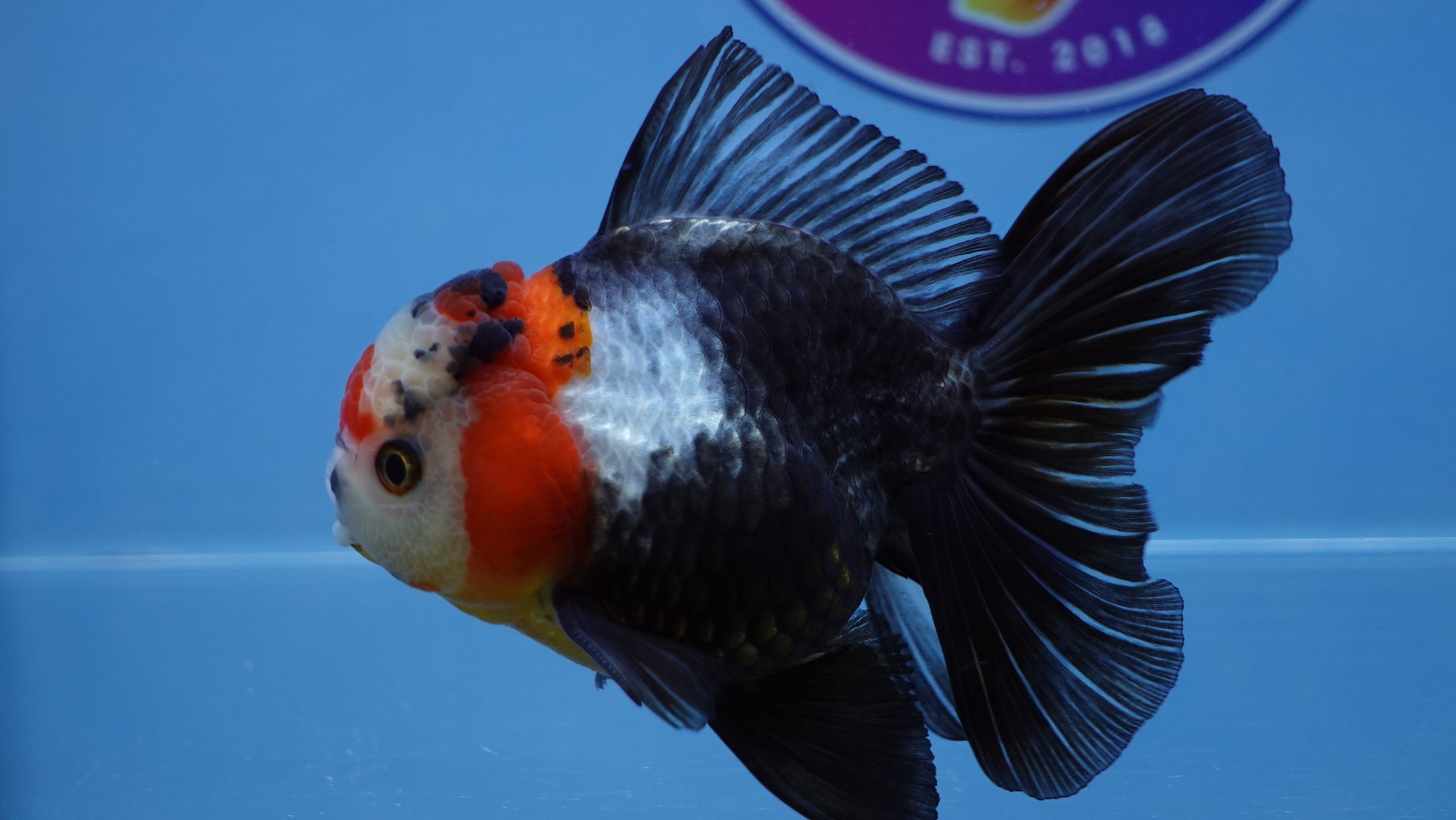 A Grade Tricolor Rosetail Oranda Male