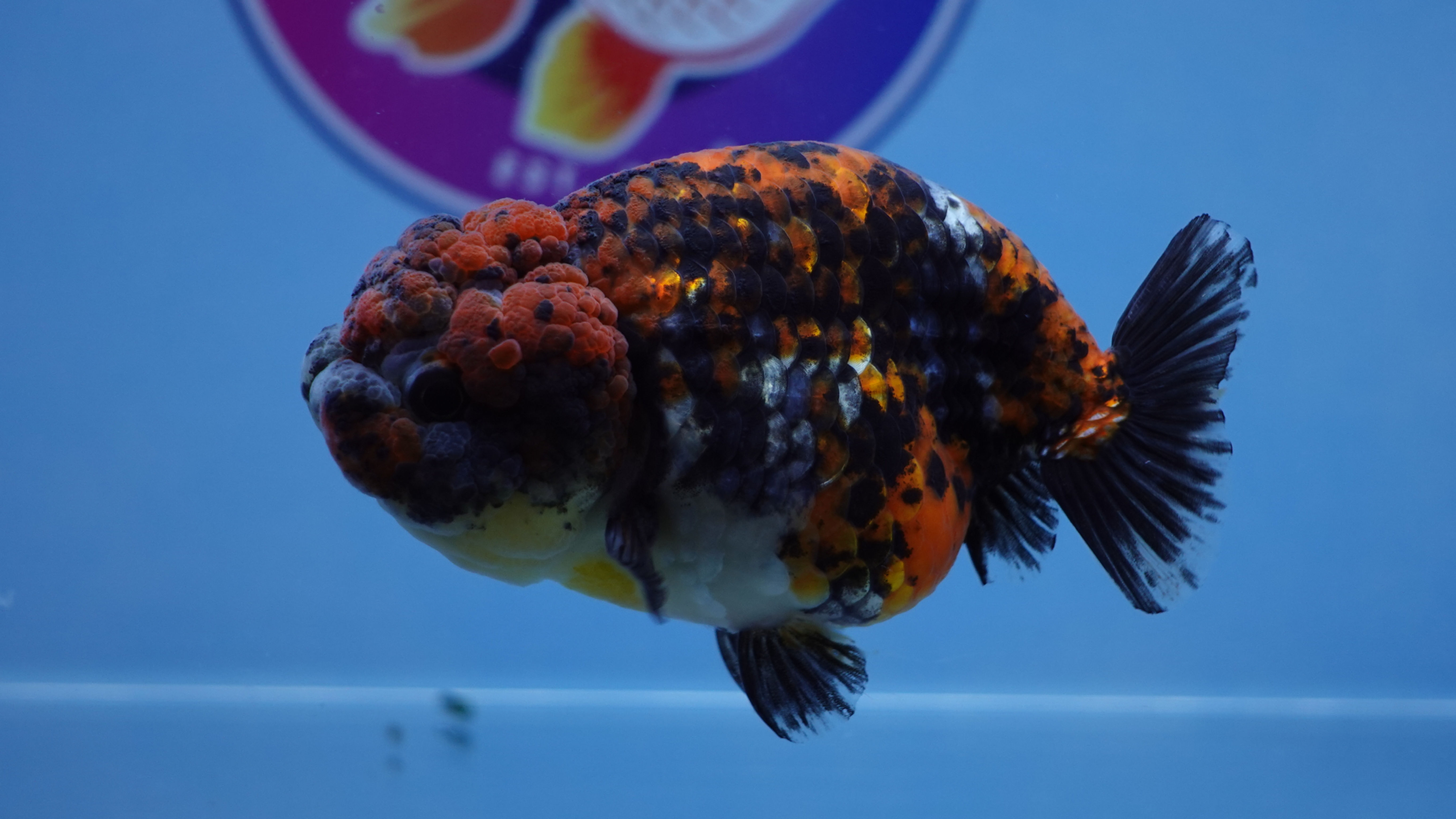 Kirin Ranchu Male