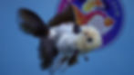 Thumbnail: Panda Rosetail Oranda Male