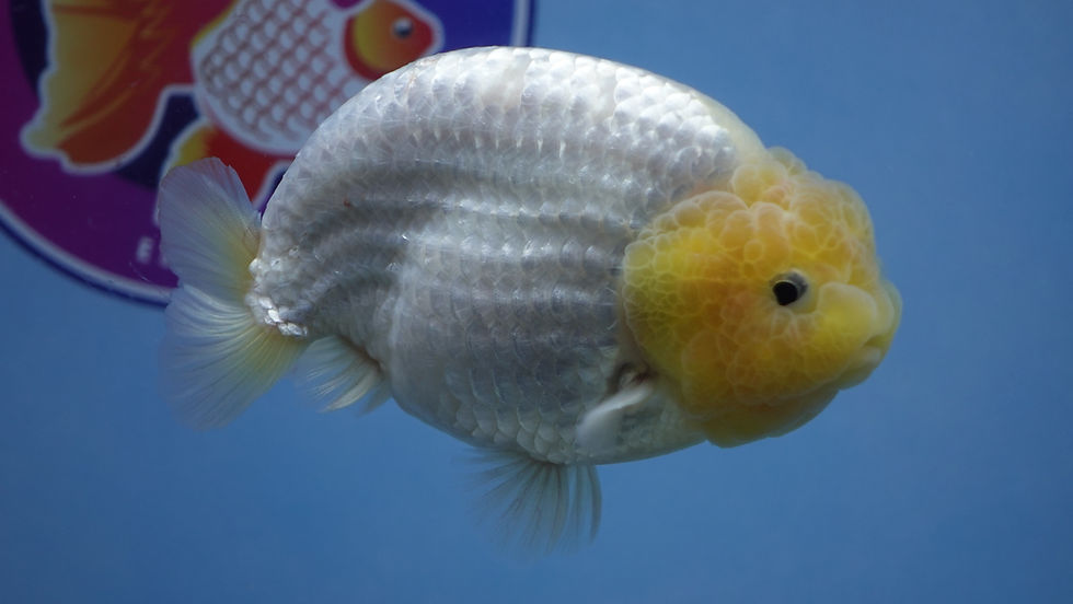 Thumbnail: Lemon Head Snow White Ranchu Male