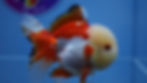 Thumbnail: A Grade Red Lip Rosetail Oranda Male