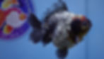 Thumbnail: Shogun Oreo Oranda Male