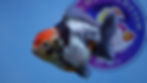 Thumbnail: Young Shogun Calico Oranda Male