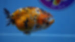 Thumbnail: Calico Ranchu Female