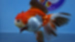 Thumbnail: Large A Grade Tricolor Rosetail Oranda Male