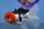 Thumbnail: Tricolor Rosetail Oranda Male