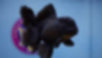 Thumbnail: Deep Black Rosetail Oranda Female