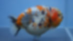 Thumbnail: A Grade Tricolor Ranchu Male
