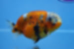Thumbnail: Calico Ranchu Male
