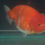 Thumbnail: Jumbo A Grade Gold Coin Ranchu Female