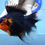 Thumbnail: A Grade Red/Black Rosetail Oranda Male