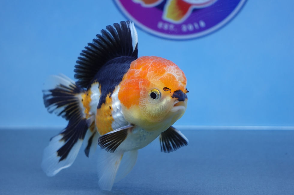 Thumbnail: A Grade Tricolor Rosetail Oranda Male