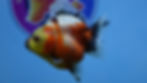 Thumbnail: Young Shogun Oranda Female