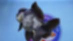 Thumbnail: Panda Rosetail Oranda Male