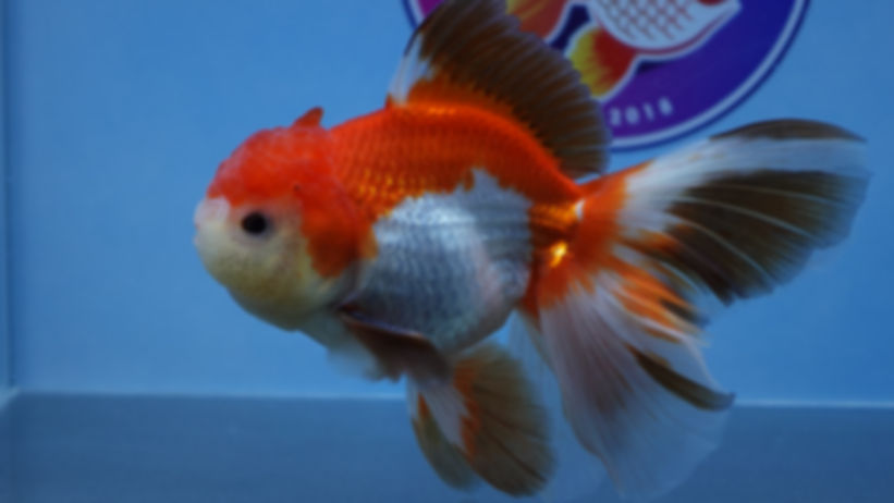 Large A Grade Tricolor Rosetail Oranda Male