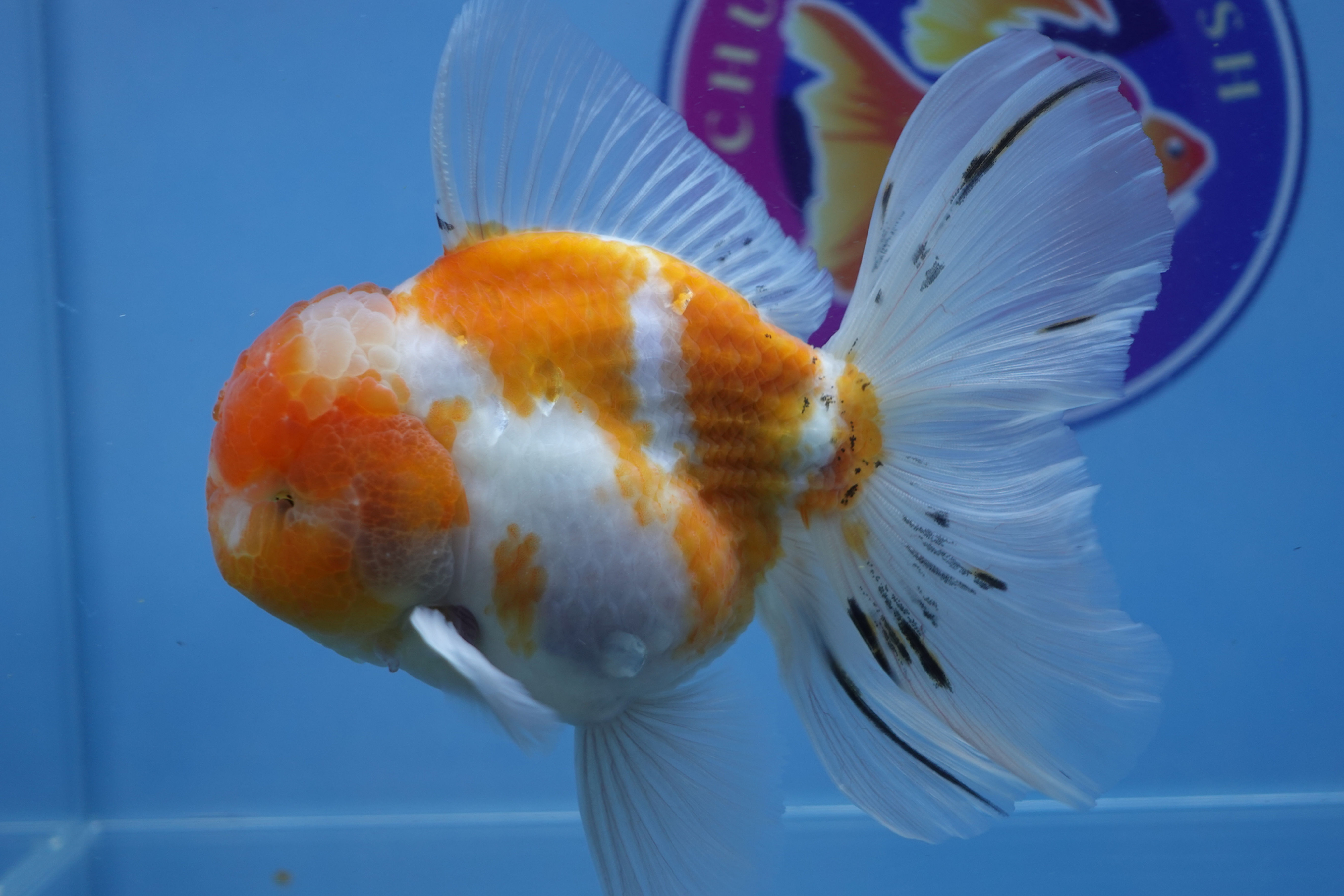 A Grade Peach Rosetail Oranda Male