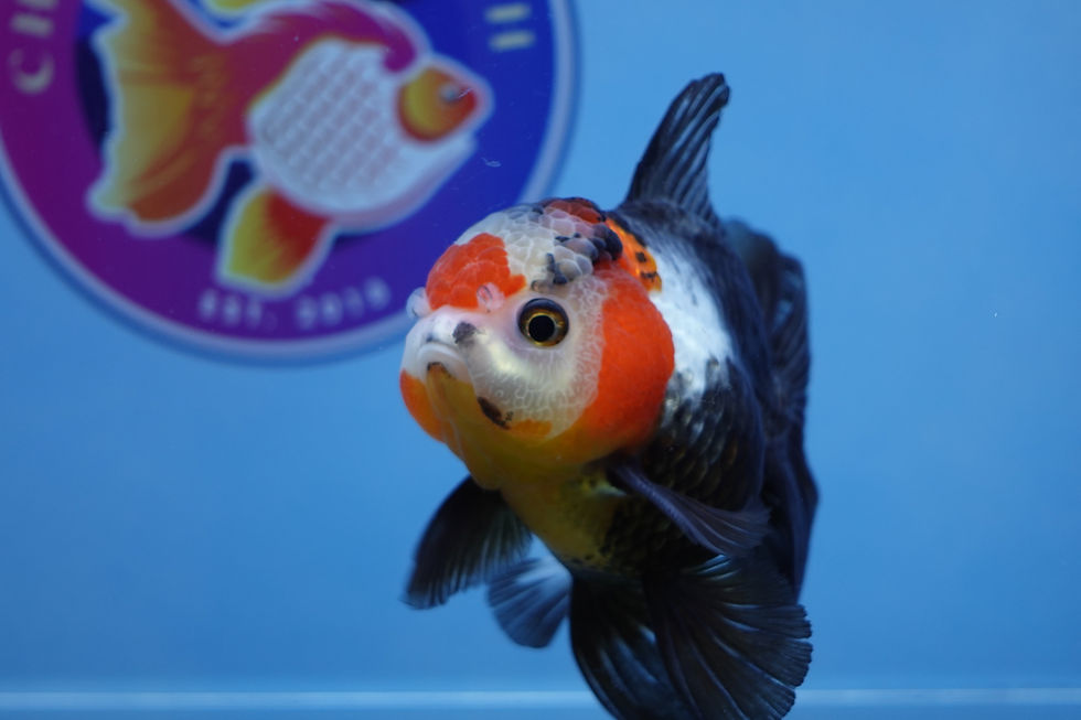 Thumbnail: A Grade Tricolor Rosetail Oranda Male