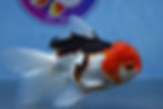 Thumbnail: Tricolor Rosetail Oranda Female
