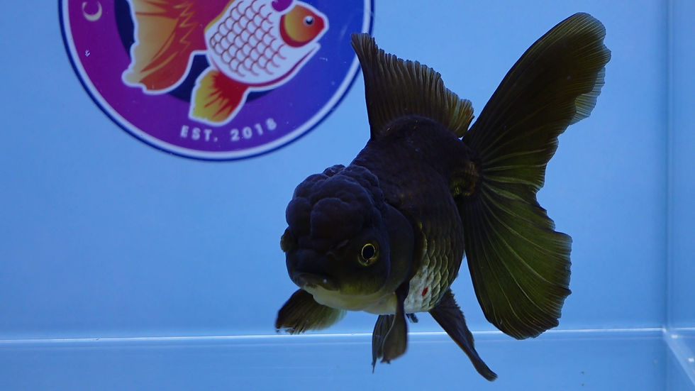 Thumbnail: Black/Chocolate Rosetail Oranda Female
